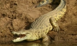 Nil crocodile